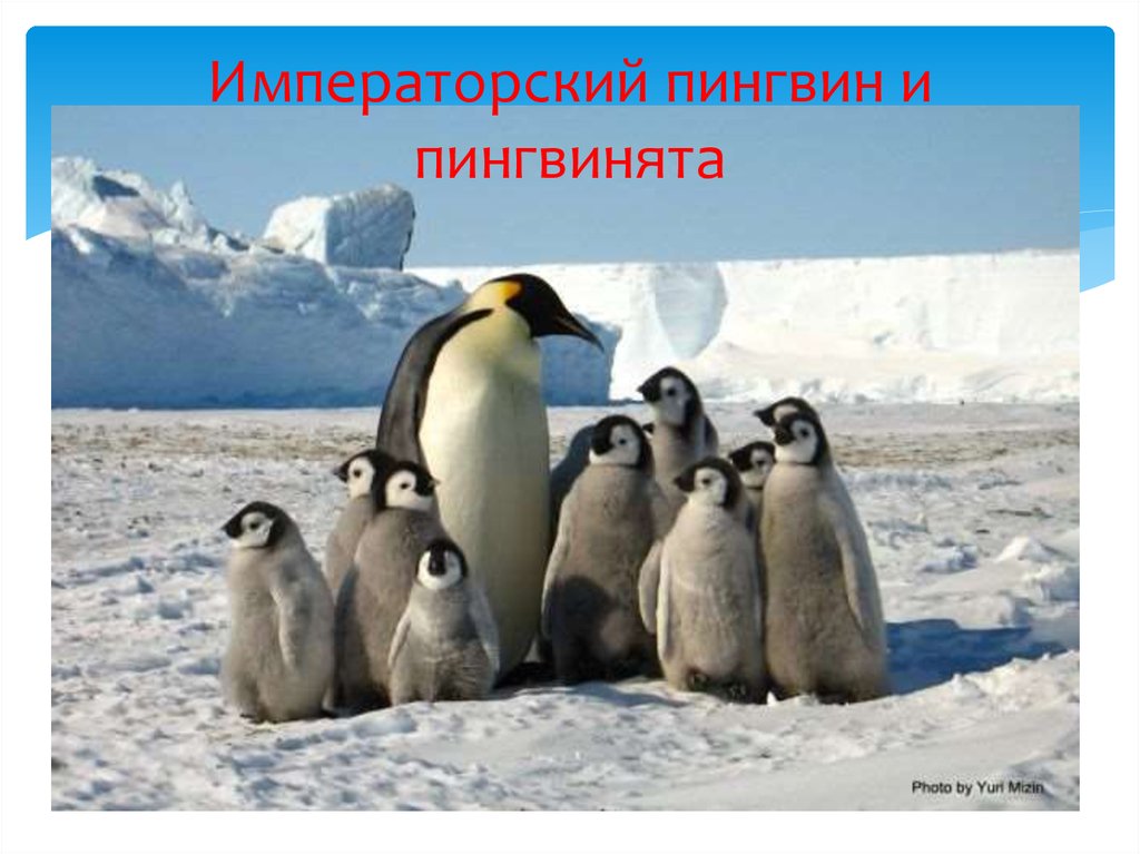 Поднимать пингвинов в антарктиде вакансии. Императорский Пингвин в Антарктиде. Императорский Пингвин Aptenodytes forsteri. Антарктида материк пингвины.