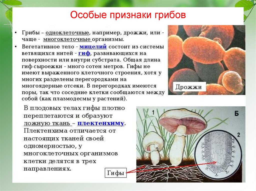 Большинства бактерий и грибов. Строение многоклеточных грибов. Дрожжи одноклеточные или многоклеточные. Организмы грибов. У дрожжей многоклеточный мицелий.