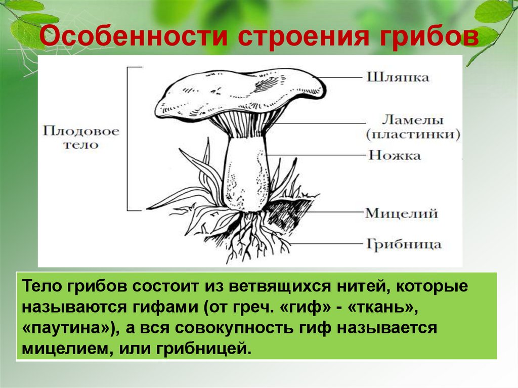 Каковы особенности строения тела гриба. Строение шляпочного гриба 7 класс. Шляпочные грибы особенности строения. Строение плодового тела шляпочного гриба. Строение шляпочного гриба 5 класс рисунок.