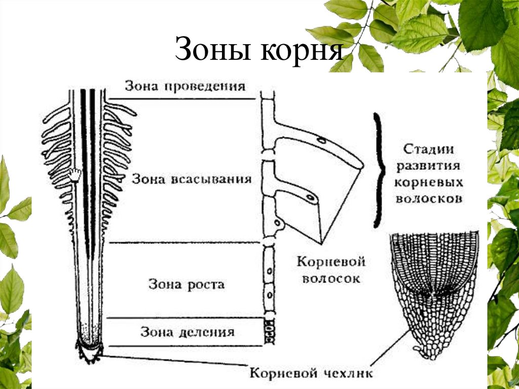 Зоны роста корня растения. Зоны корня 6 класс. Схема биология зоны корня. Биология рисунок зоны корня. Зоны корня 6 класс биология корневые волоски.