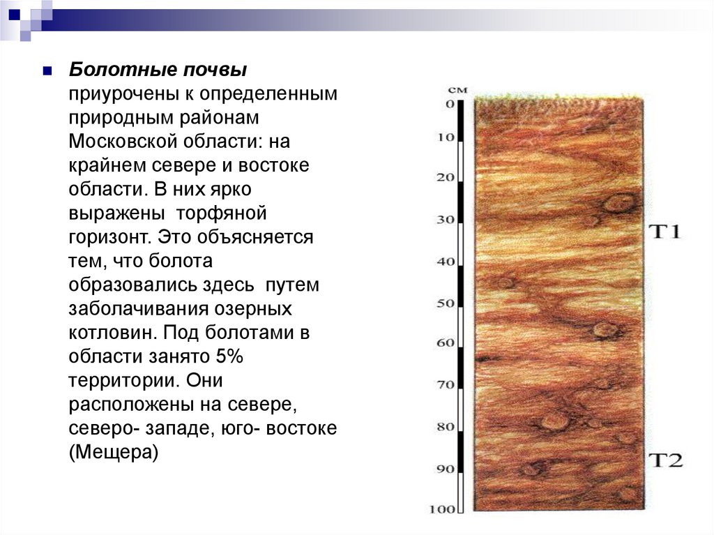 Торфяные болотные почвы. Болотные торфяно глеевые почвы плодородие. Почвенный профиль торфяно Болотной почвы. Болотные торфяно-глеевые почвы в России. Болотные торфяно-глеевые почвы климат.