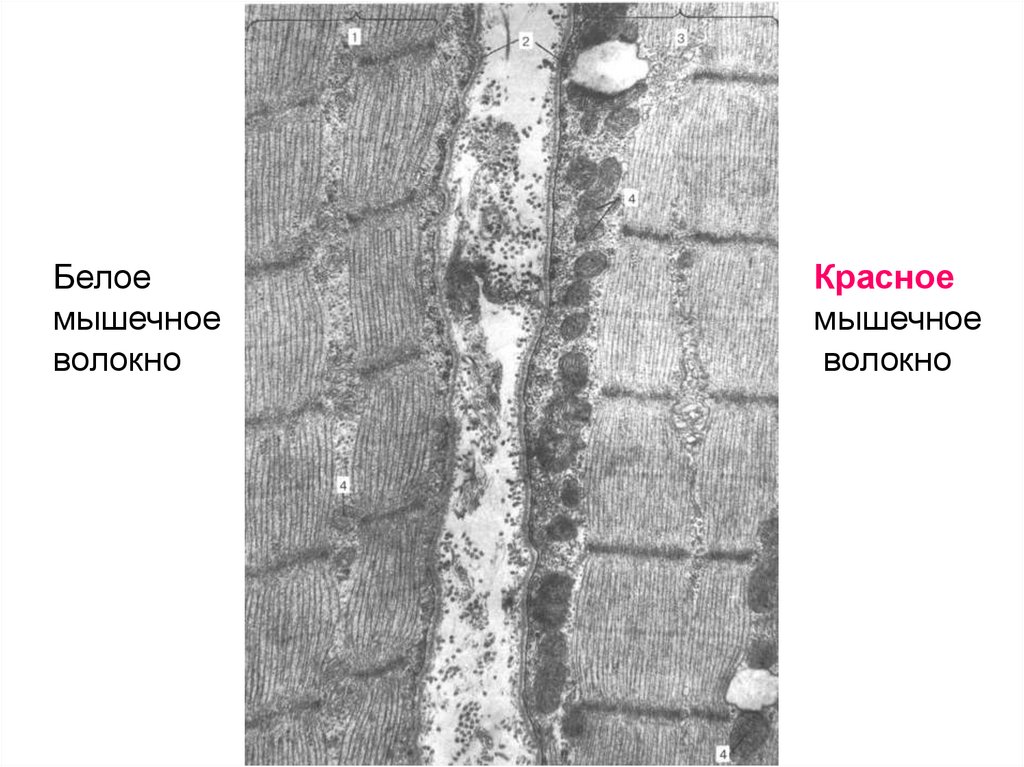 Белые и красные мышечные волокна фото