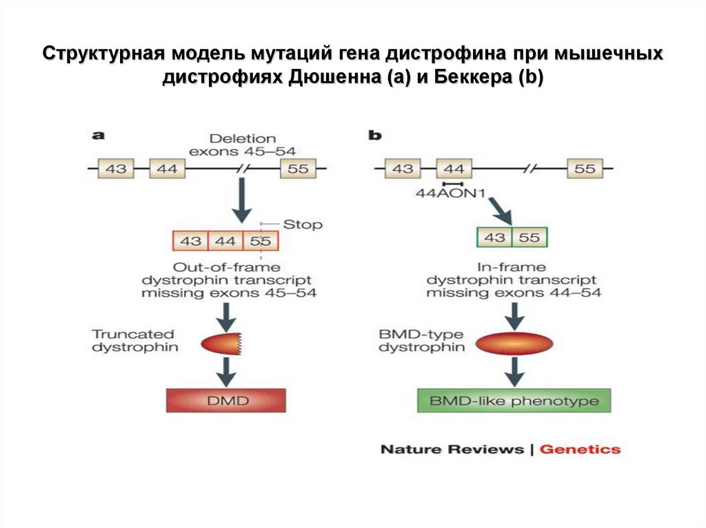 Ген альфа