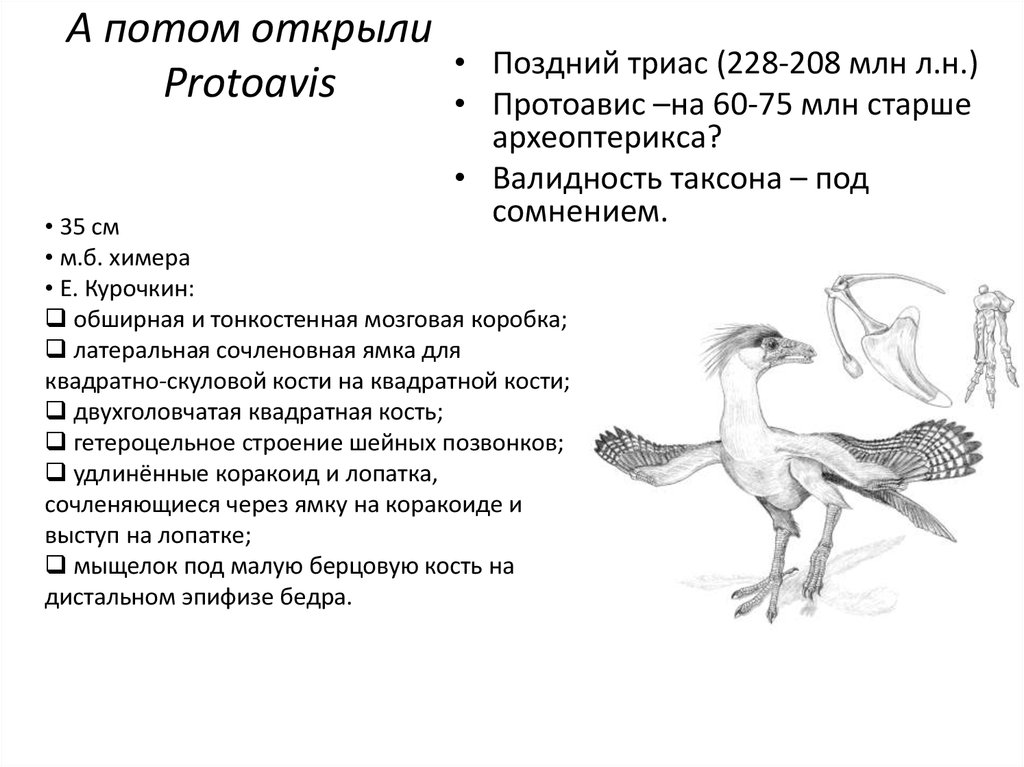2 концепции происхождения птиц: