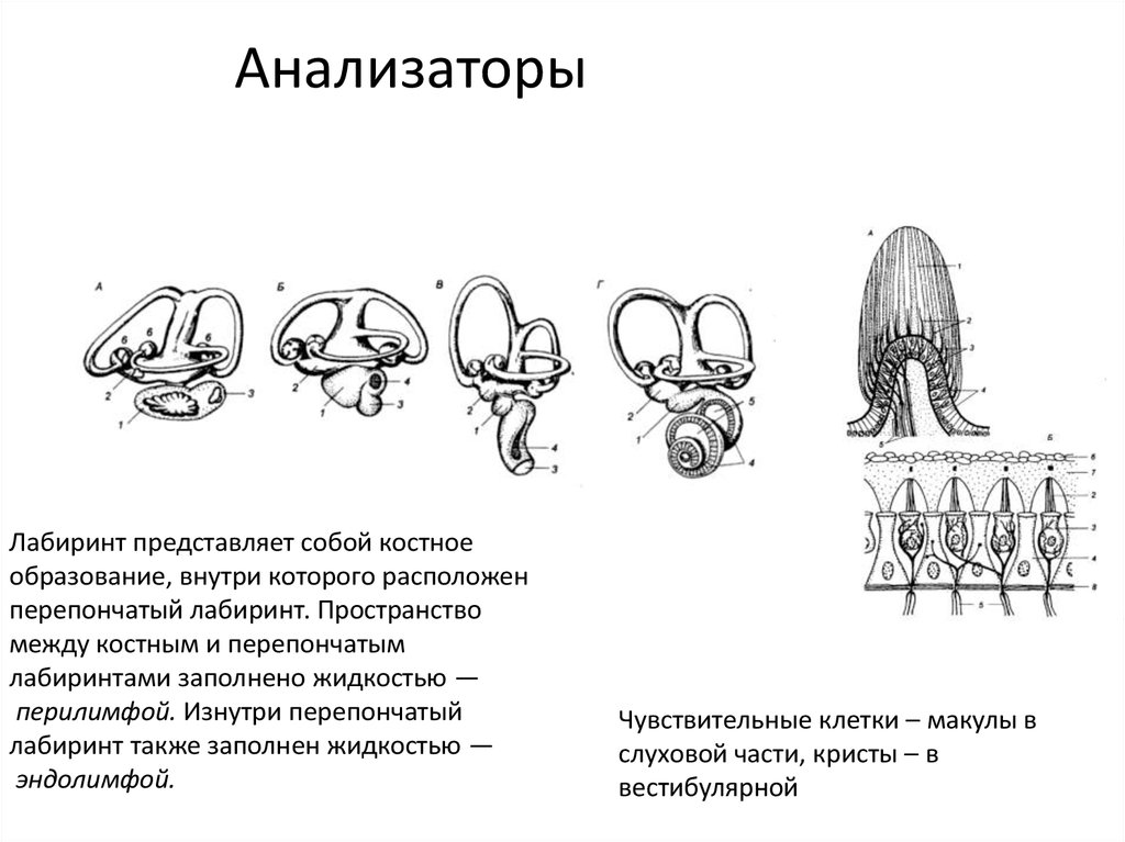 Появление рогов у копытных ароморфоз. Пример ароморфоза у млекопитающих. Ароморфозы органов слуха. Внутреннее ухо ароморфоз. Ароморфозы паукообразных.