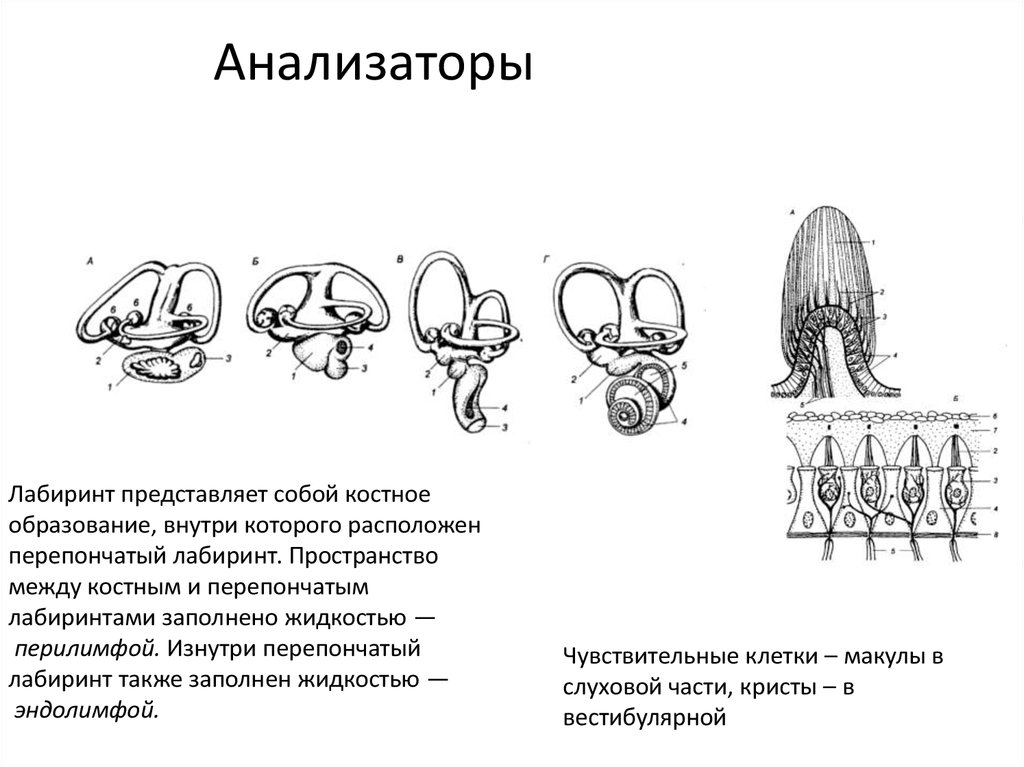 Ароморфозы гороха. Пример ароморфоза у млекопитающих. Ароморфозы органов слуха. Внутреннее ухо ароморфоз. Ароморфозы паукообразных.