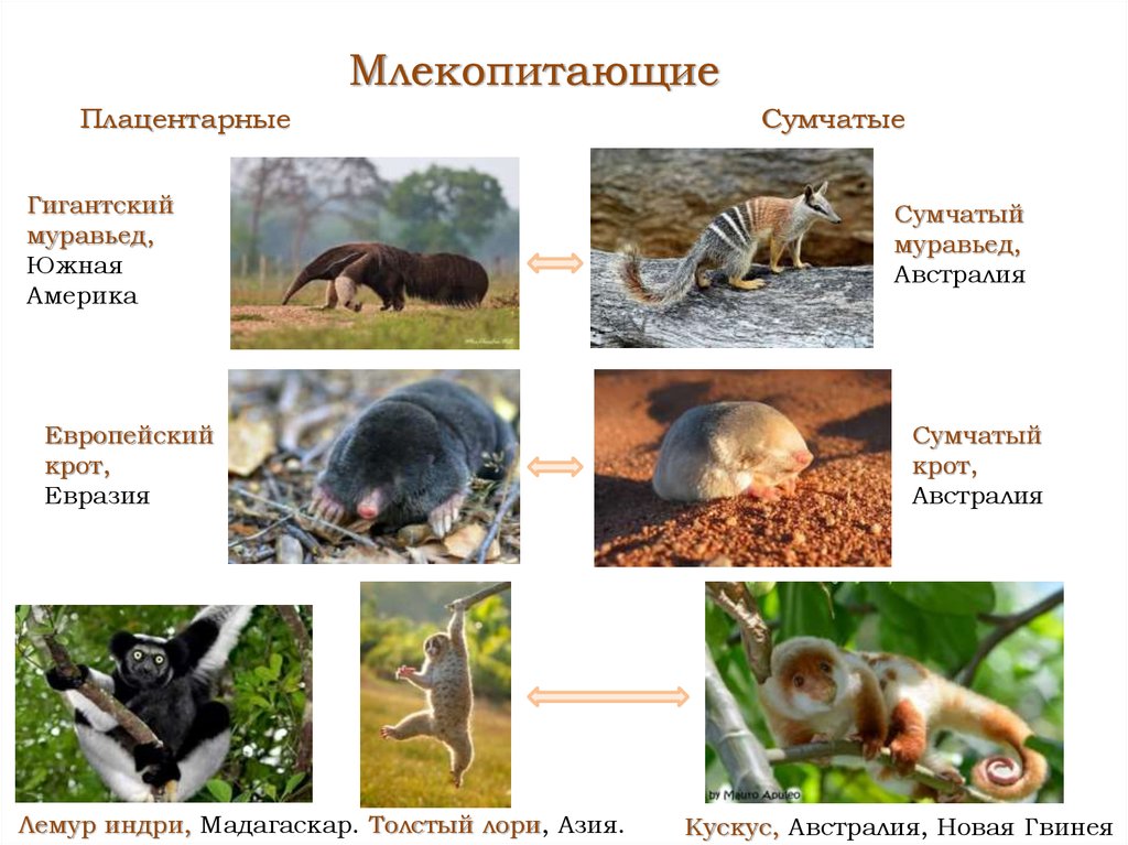 Плацентарные млекопитающие презентация