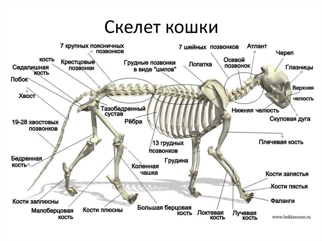 Скелет льва рисунок