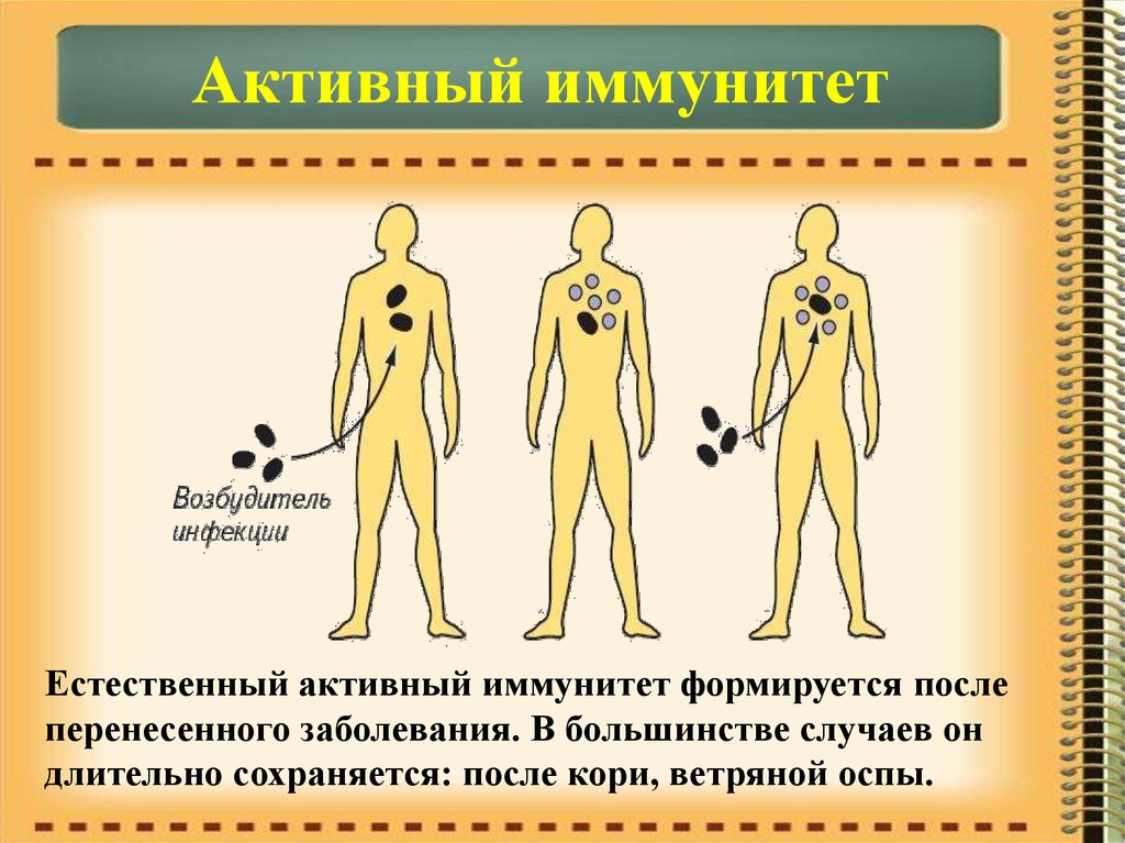 Свойства иммунной системы человека. Активный иммунитет формируется после. Искусственный активный иммунитет формируется. Иммунитет после кори. Стойкий активный иммунитет формируется после.