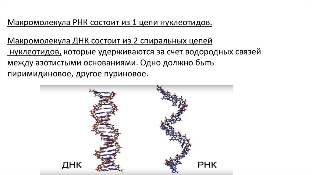 Макромолекула ДНК.