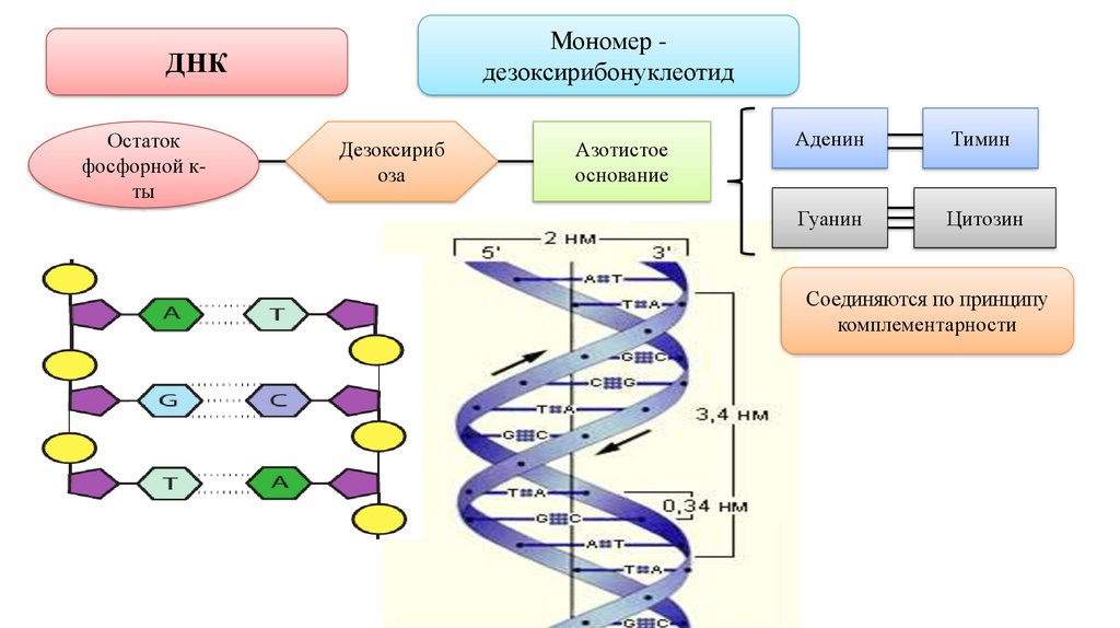 Днк какой мономер. Гетероциклические соединения ДНК И РНК. Рибонуклеотид это мономер. Рибонуклеотиды и дезоксирибонуклеотиды. Азотистое основание рибоза остаток фосфорной кислоты.