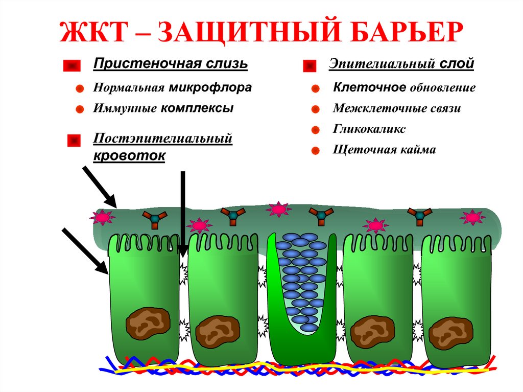 Патогенез дизентерии схема