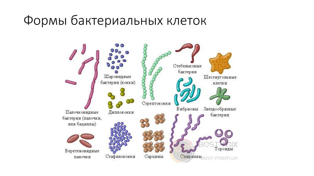 Огэ биология бактерии. Строение бактерий схема форма. Схема форм бактерий 5 класс биология. Формы бактериальных клеток схема. Формы бактерий 5 класс биология.