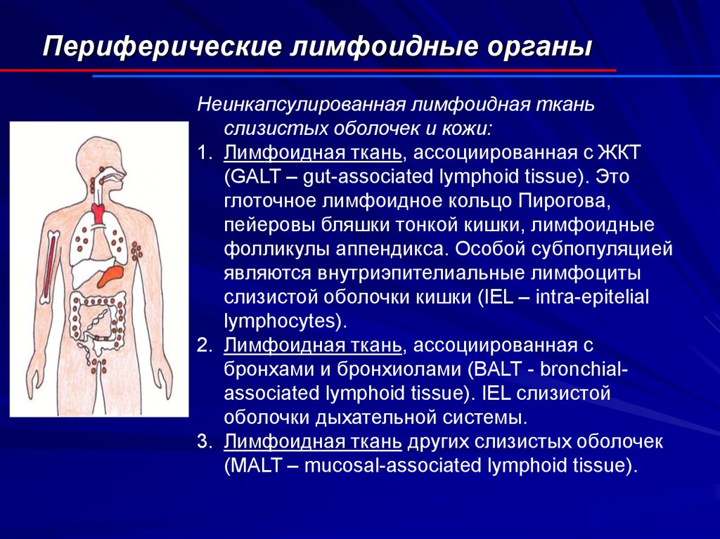 Лимфоидная ткань органы. Лимфоидная ткань органов иммунной системы. Неинкапсулировання лимфоидная тканьиммунной системы. Орган периферической лимфоидной системы. Расположение центральных и периферических органов иммунной системы.