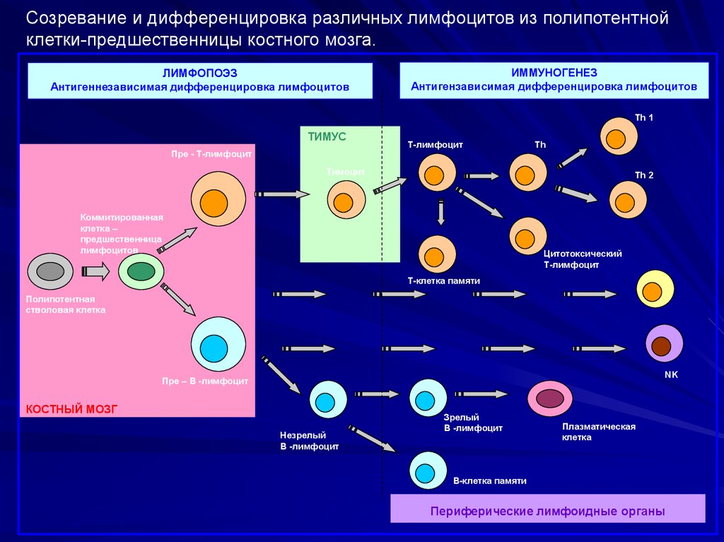 Созревание иммунных клеток. Этапы дифференцировки т лимфоцитов схема. Антиген независимая дифференцировка в лимфоцитов. Этапы дифференцировки т лимфоцитов. Антигензависимая дифференцировка в-лимфоцитов схема.