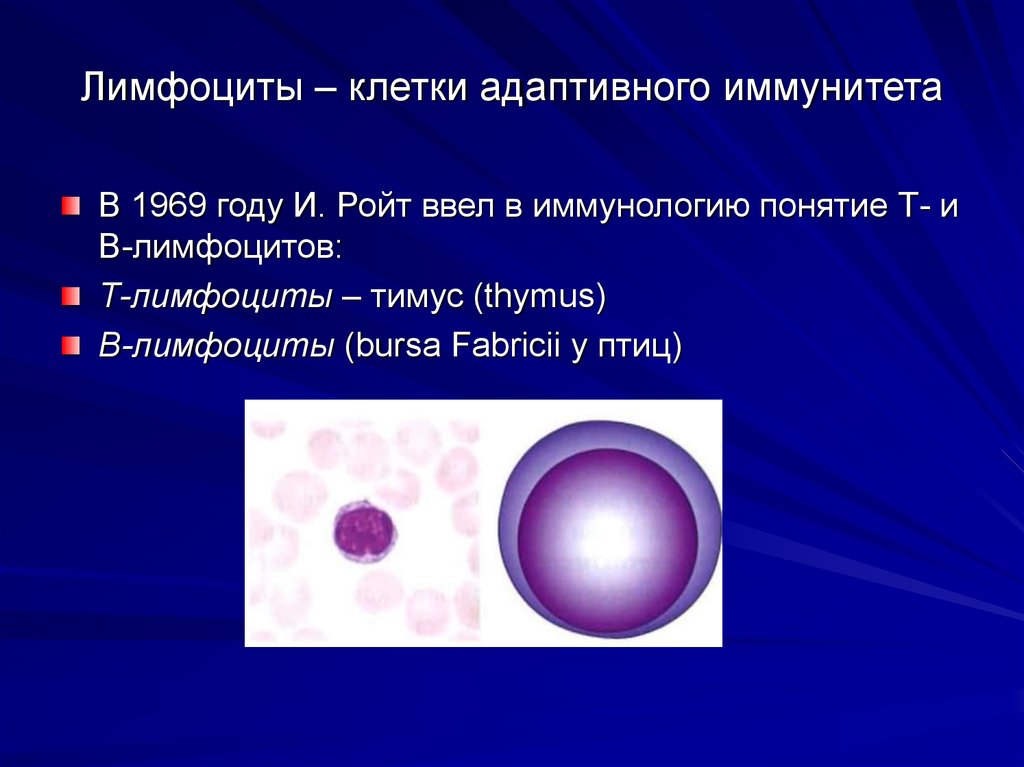 Лимфоциты – клетки адаптивного иммунитета