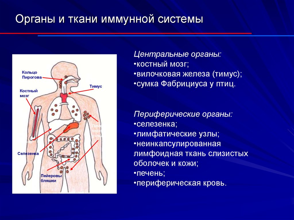 Органы и ткани иммунной системы