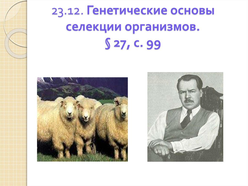 Генетические основы селекции вклад н и вавилова в развитие селекции презентация 11 класс