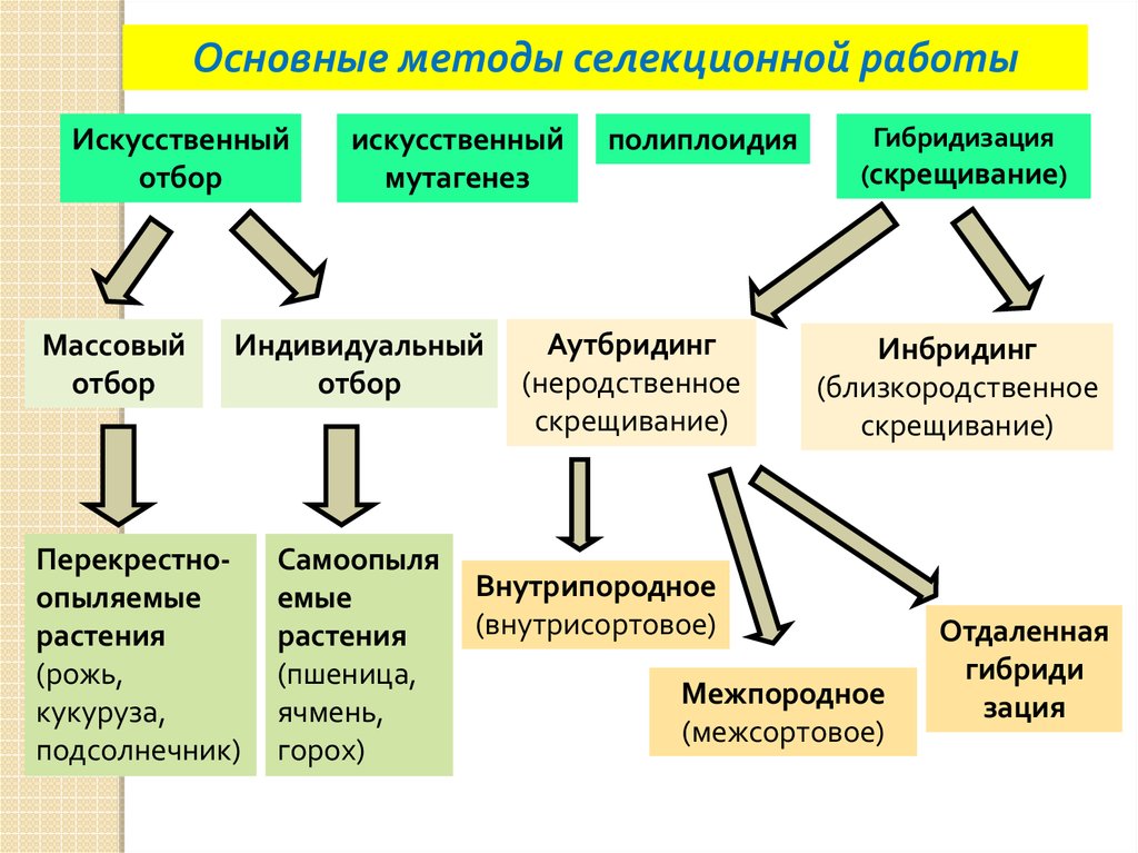 Методы современной селекции презентация