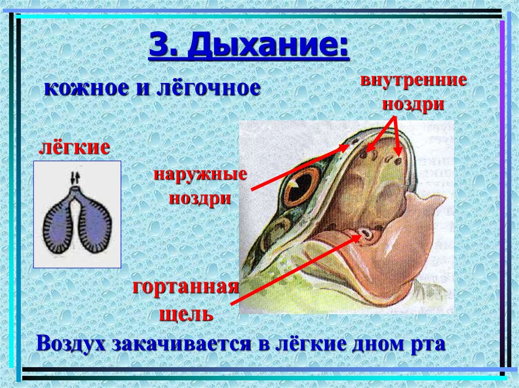 Функции дыхания у взрослых земноводных. Строение дыхательной системы лягушки. Строение органов дыхания земноводных. Строение дыхательной системы земноводных. Внутреннее строение лягушки дыхательная система.