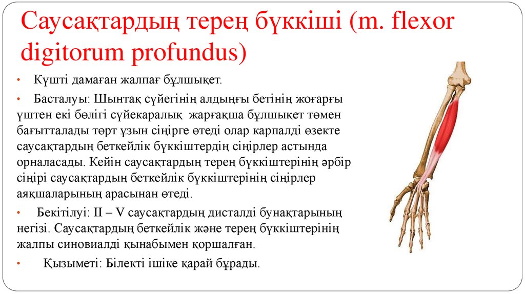 Саусақтардың терең бүккіші (m. flexor digitorum profundus)
