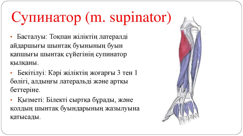 Супинатор (m. supinator)
