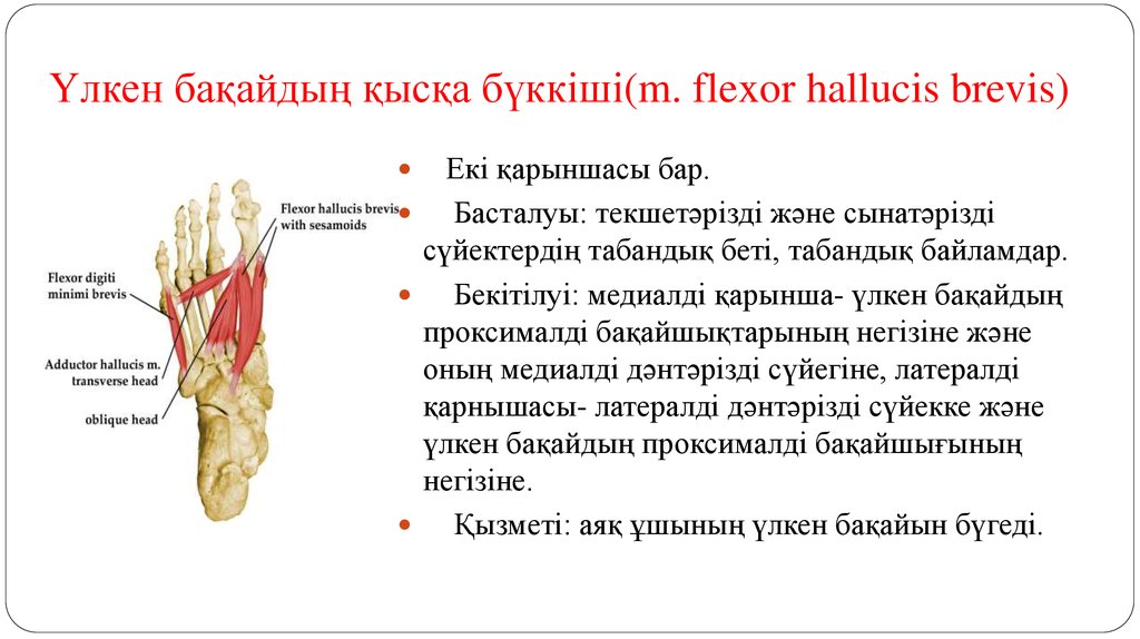Үлкен бақайдың қысқа бүккіші(m. flexor hallucis brevis)