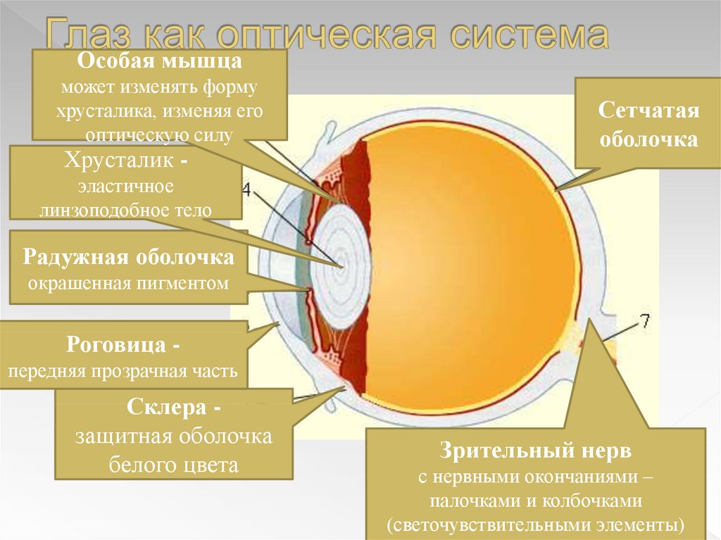 3 оптическая система глаза. Оптическая система глаза хрусталик. Склера роговица хрусталик. Строение глаза человека как оптической системы. Что относится к оптической системе глаза хрусталик.