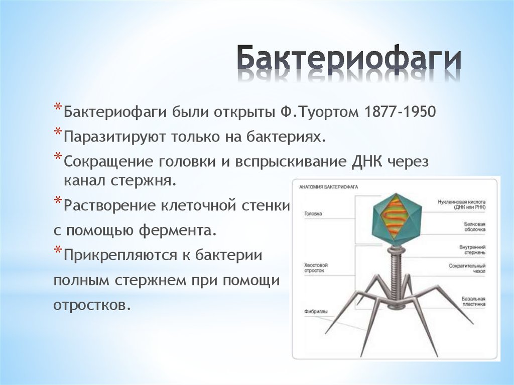 Вирусы и бактериофаги презентация