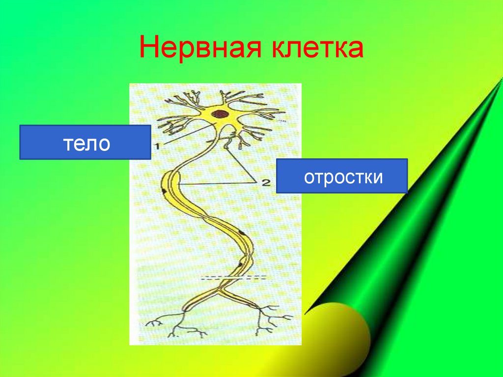 Рефлекс клетки. Биология 7 класс нервная система рефлекс инстинкт. Нервная клетка. Нервная система урок по биологии. Нервная система животных рефлекс инстинкт.