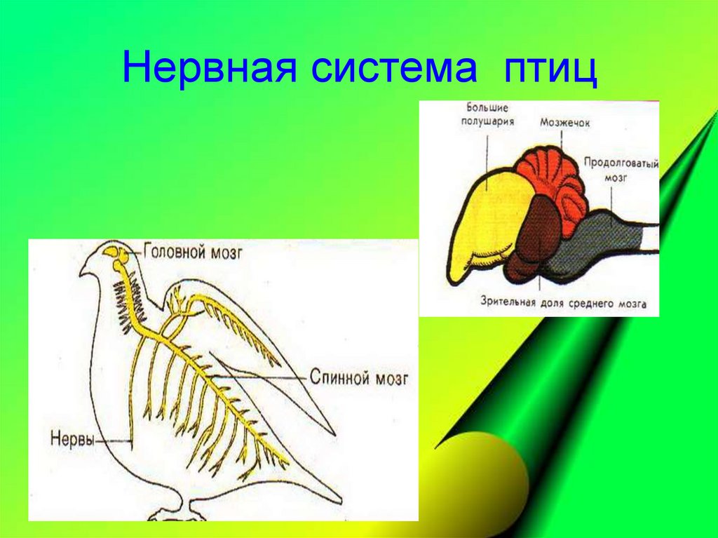 С чем связаны рефлексы у птиц. Нервная система птиц 7 класс биология. Нервная система птиц схема. Строение нервной системы птиц. Нервная система система птиц.