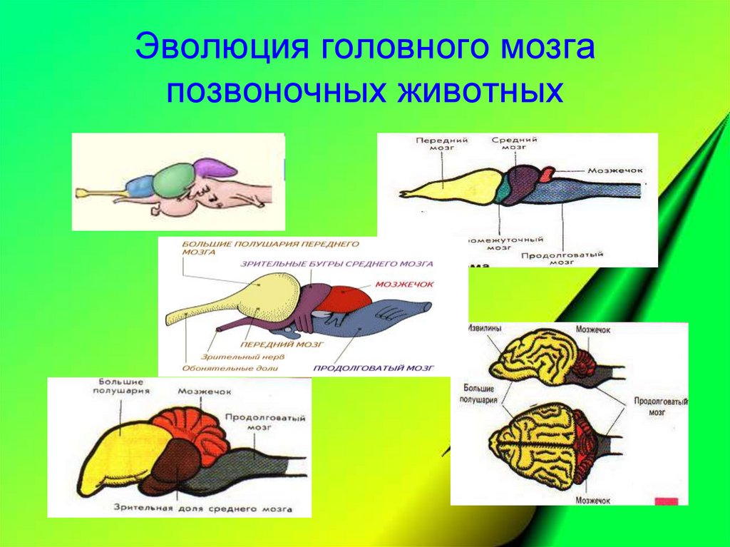 Мозг позвоночных сравнение. Нервная система позвоночных животных нервная система. Эволюция головного мозга хордовых животных. Эволюция нервной системы позвоночных животных. Эволюция нервной системы позвоночных животных кратко.