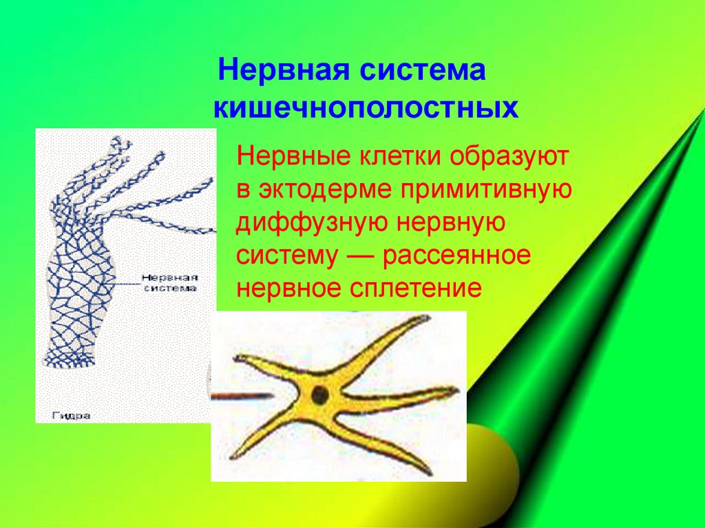 Нервная система 7 класс биология презентация