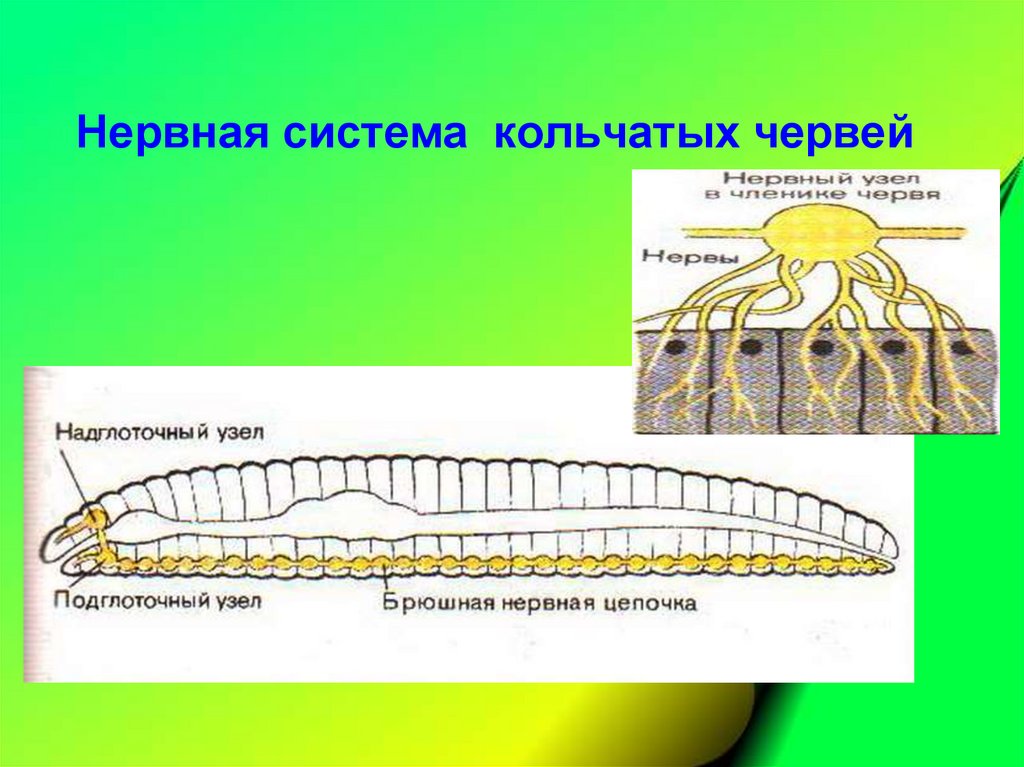 Кольчатые черви имеют нервную