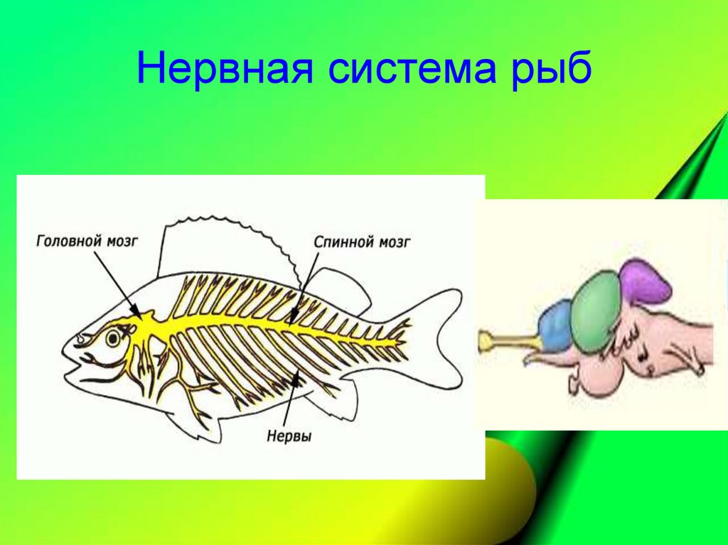 Инстинкты рыб