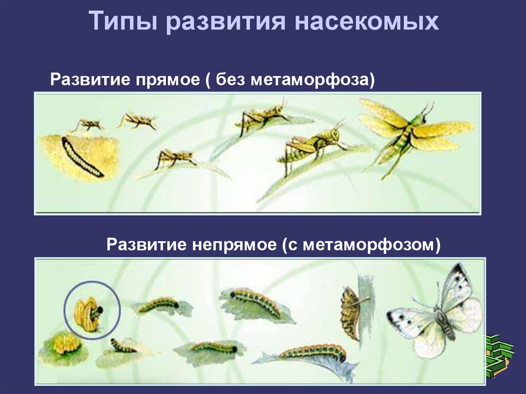 В чем преимущество развития с метаморфозом. Тип развития насекомых непрямой. Прямое развитие насекомых. Тип развития насекомых прямое или Непрямое. Прямое превращение насекомых.