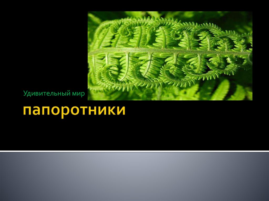 Соотнеси изображения папоротников с их названием