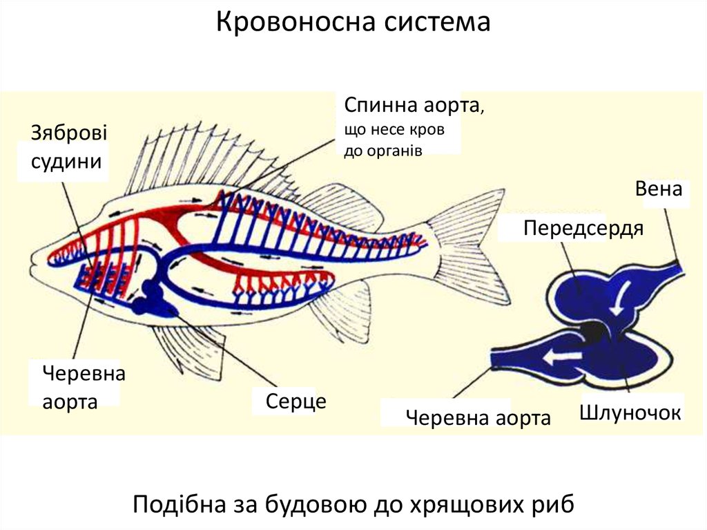 У рыб 1 круг кровообращения. Кровеносная система рыб 7 класс биология. Кровеносная система костных рыб схема. Схема строения кровеносной системы рыб. Кровеносная и дыхательная система костной рыбы.