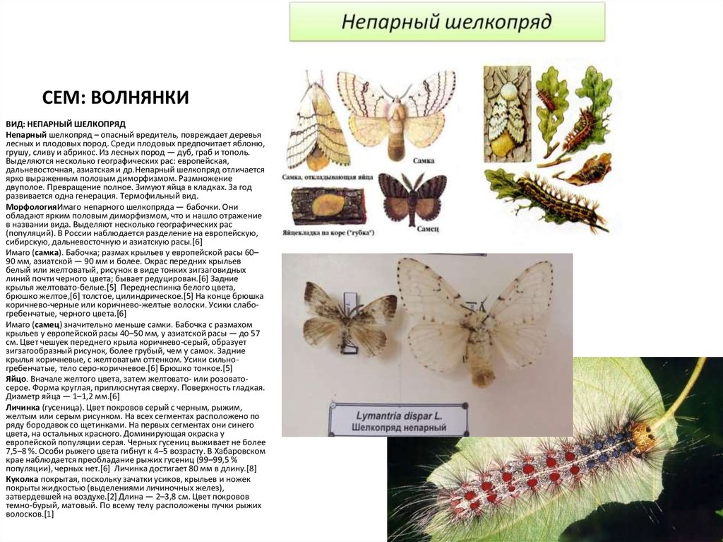 Шелкопряды чем опасен. Непарный шелкопряд черные гусеницы. Имаго и личинки непарный шелкопряд. Непарный тутовый шелкопряд. Непарный шелкопряд гусеница.