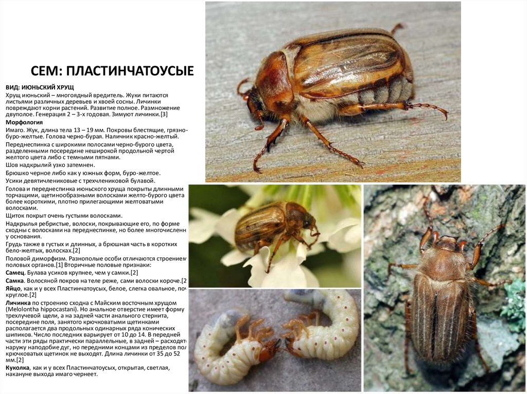 Хрущи чем питается. Хрущ мраморный Пластинчатоусые. Июньский хрущ личинки. Хрущ Жук вредитель. Жук июньский хрущ.