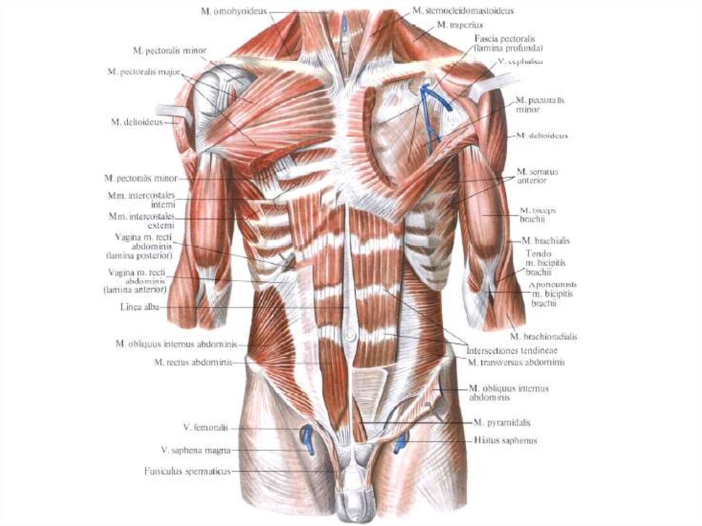 Мышцы туловища анатомия вид спереди на латинском