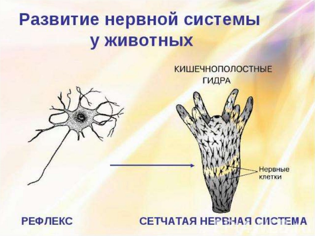 Диффузная нервная система характерна для животных типа. Сетчатая нервная система. Нервная система многоклеточных. Нервная система кишечнополостных. Строение нервной системы гидры.