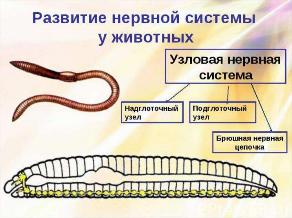 Типы нервной системы организмов. Узловая нервная система. Типы нервной системы у животных. Эволюция нервной системы у животных. Типы нервной системы e ;bdjnys[.