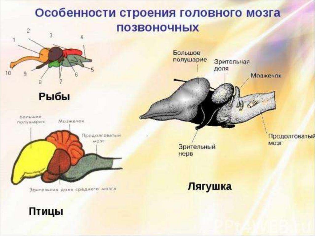 Координация и регуляция жизнедеятельности. Ароморфозы мозга позвоночных. Строение головного мозга позвоночных. Строение головного мозга птиц. Строение головного мозга животных.