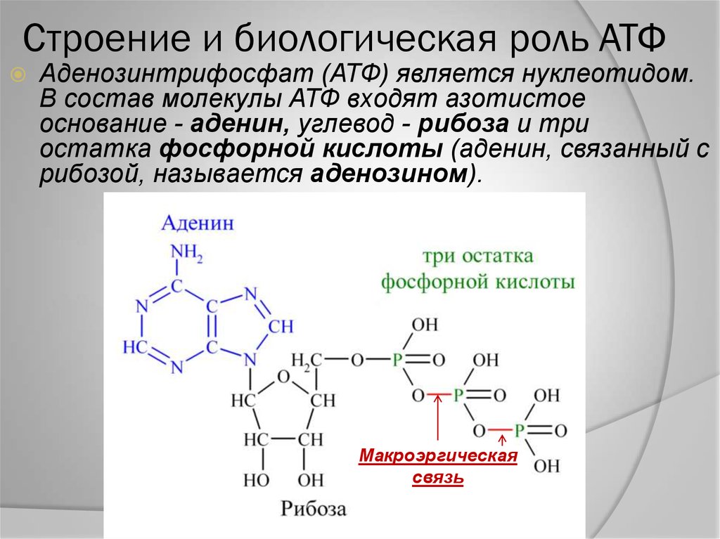 В молекулу атф входят. Химическая структура АТФ. Строение АТФ формула. Строение и биологическая роль АТФ. Структура АТФ биохимия.