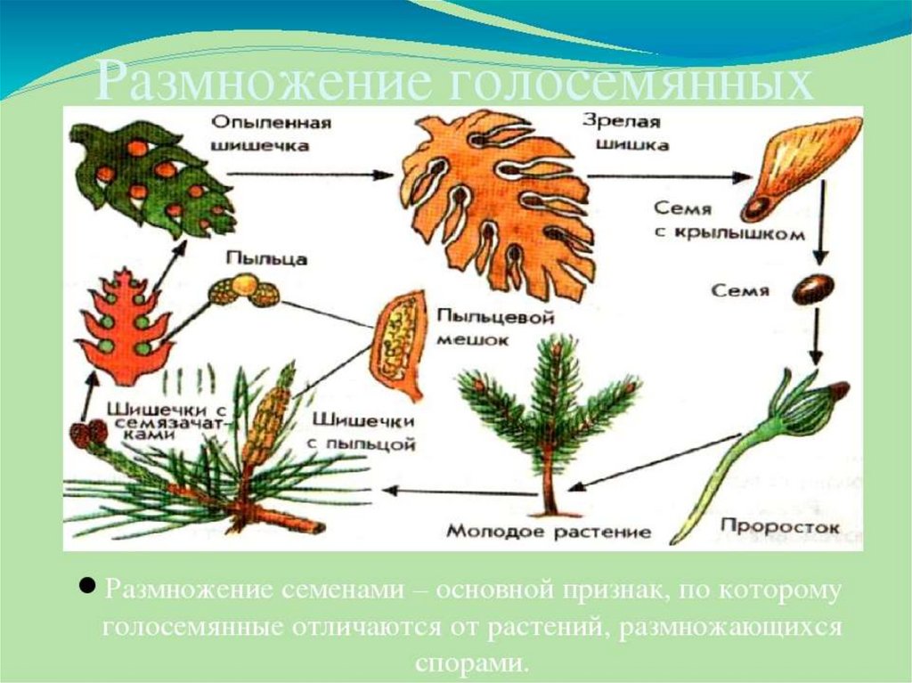 Органы размножения голосеменных растений. Семенное размножение голосеменных. Семенное размножение растений. Семенное размножение цветов. Жизненный цикл голосеменных сосна.