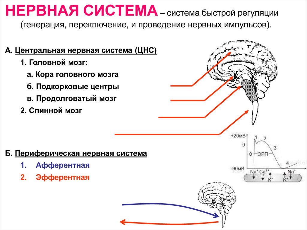 Передний мозг центр регуляции. Классификация средств влияющих на афферентную иннервацию. Афферентная и Эфферентная иннервация. Периферическая нервная система продолговатый мозг. Ацетилхолин в ЦНС.