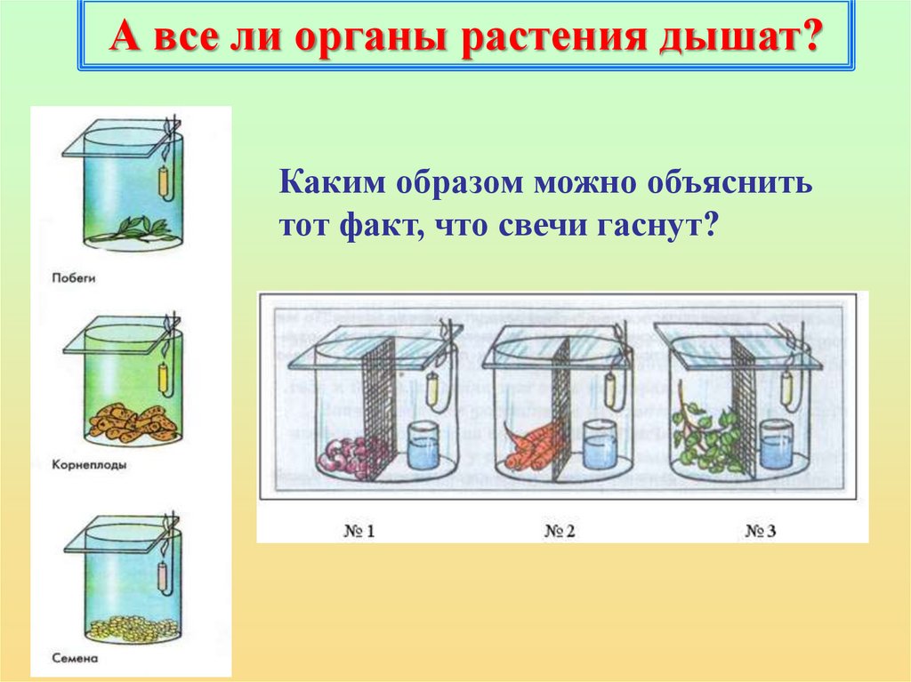 У растения дышат только