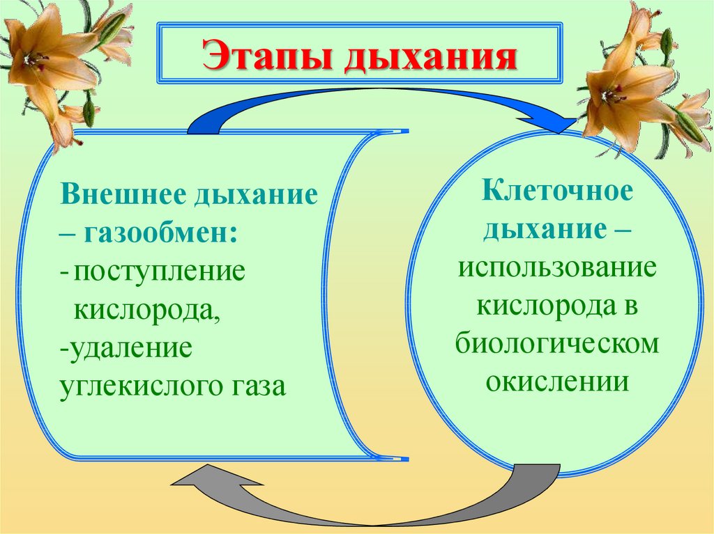 5 процессов дыхания. Этапы дыхания растений. Основные этапы дыхания растений. Охарактеризуйте этапы дыхания. Этапы (стадии) дыхания.