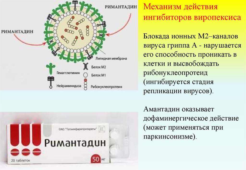 Действие вируса гриппа. Блокаторы м2 каналов вируса механизм действия. Блокатор м2-каналов вируса гриппа. Ремантадин вирус гриппа микробиология. Механизм действия противовирусных препаратов блокаторов м2-каналов.